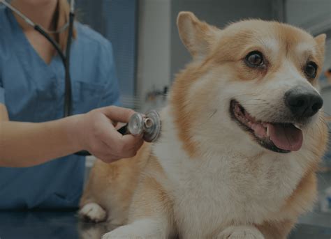Find Vets Near Me in Rawtenstall .